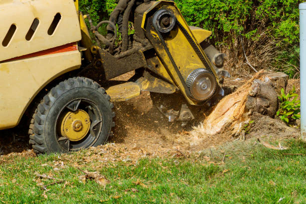 Best Palm Tree Trimming  in Boone, IA